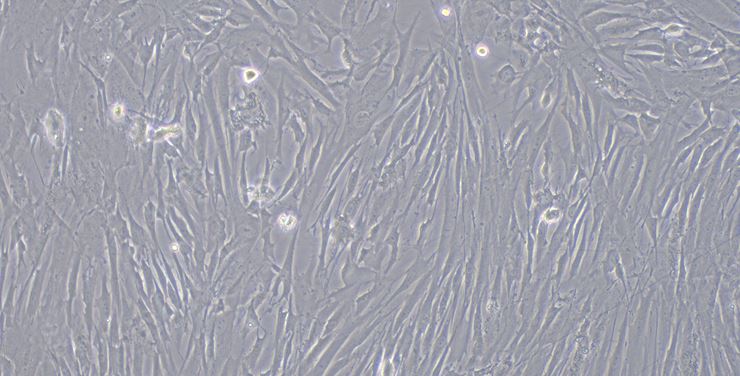CSI047Rb01.JPG