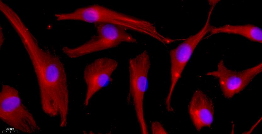 Primary Canine Corneal Fibroblasts (CF)