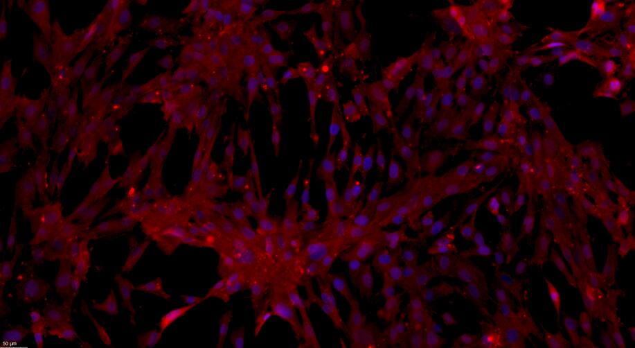 Primary Rat Skeletal Muscle Cells (SkMC)