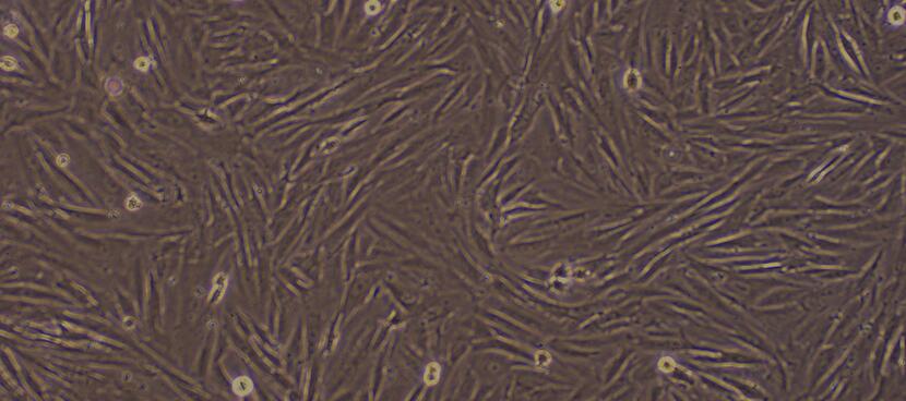 Primary Rabbit Skeletal Muscle Cells (SkMC)