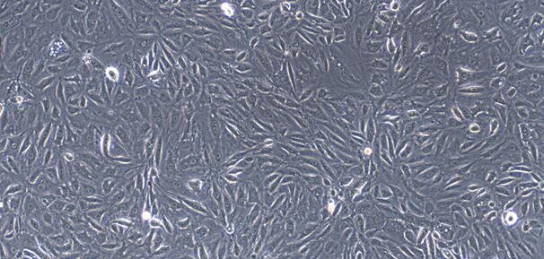 Primary Rabbit Renal  Tubular Epithelial Cells (RTEC)