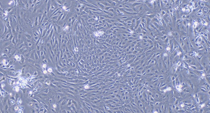 Primary Canine Urethral Epithelial Cells (UrEC)