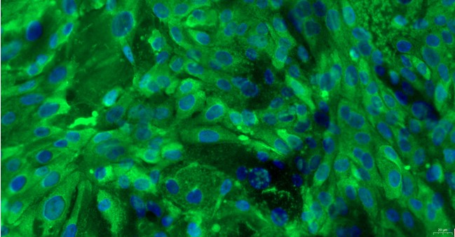 Primary Feline Urethral Epithelial Cells (UrEC)