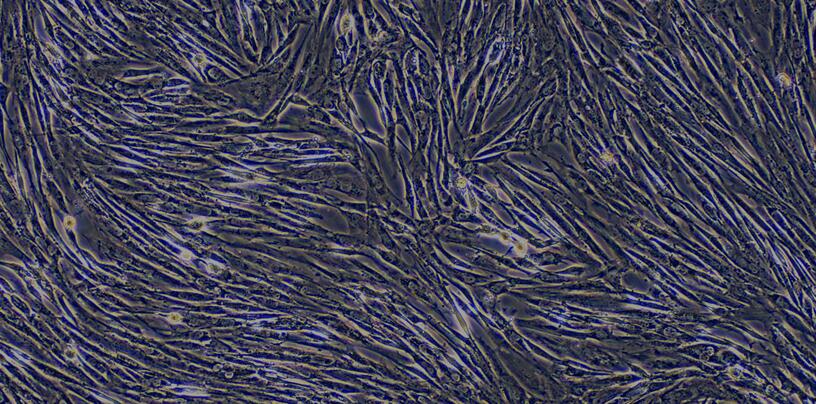 Primary Canine Bladder Stromal Fibroblasts (BSF)