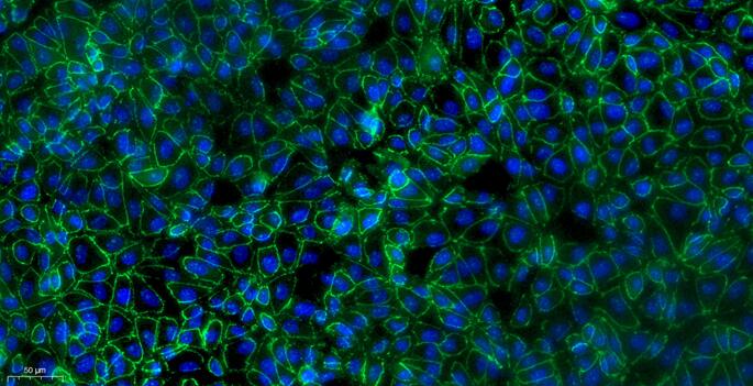 Primary Caprine Renal Cortical Epithelial Cells (RCEC)