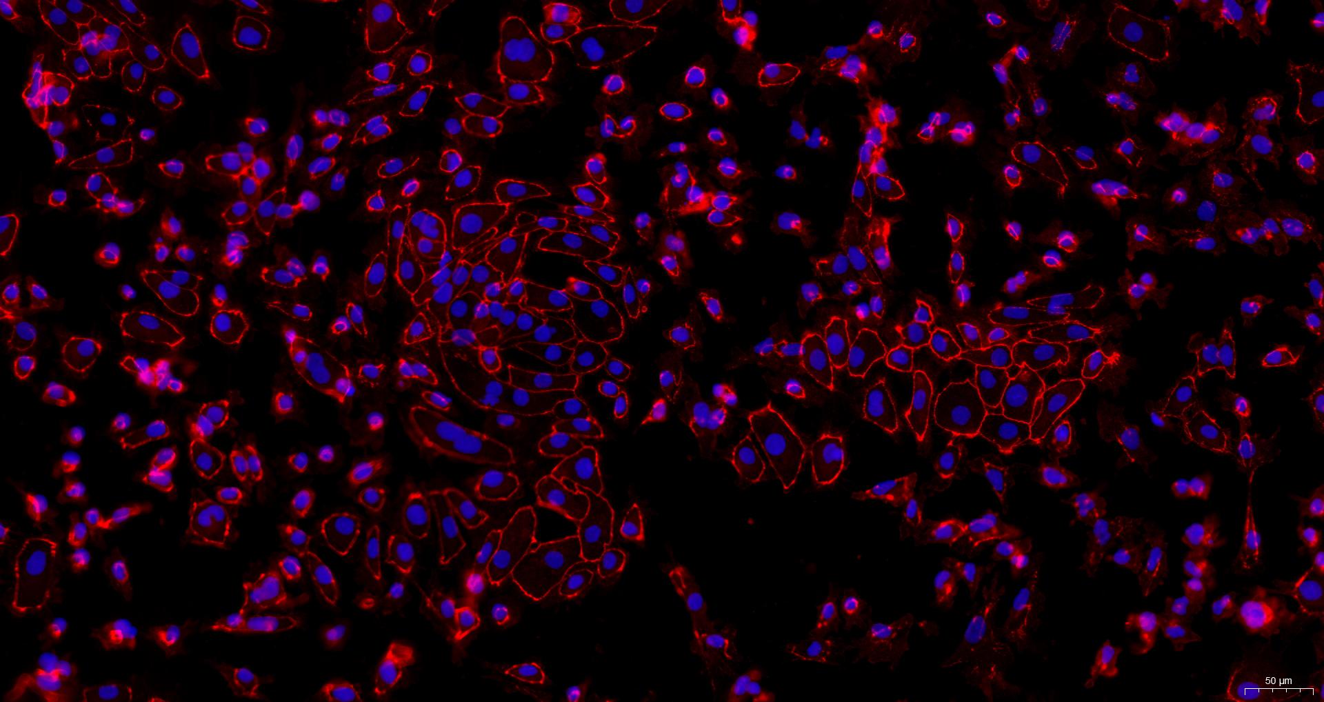 Primary Rat Renal Cortical Epithelial Cells (RCEC)