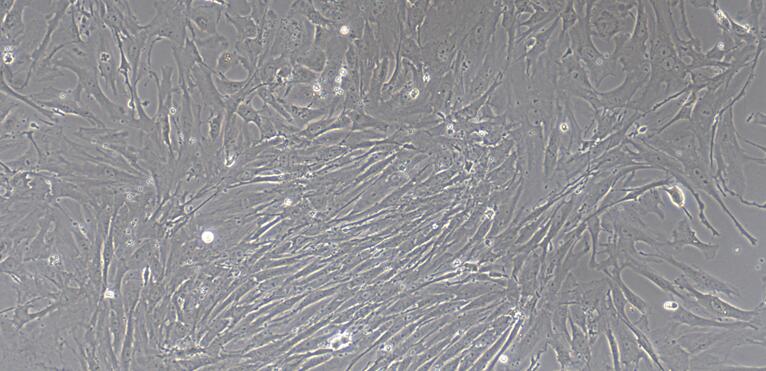 Primary Rat Tracheal Smooth Muscle Cells (TSMC)