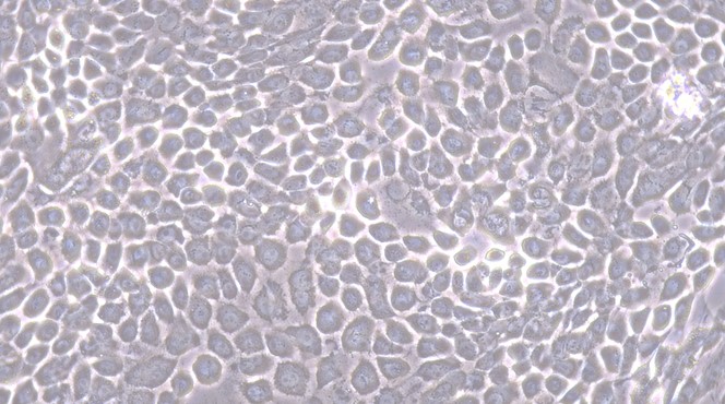 Primary Canine Oral Keratinocytes (OKs)