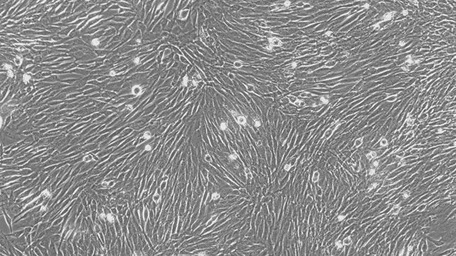 CSI089Ca01.jpg
