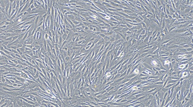 CSI089Ra01.jpg