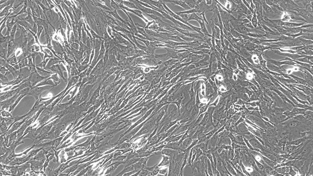 CSI094Ra01.jpg