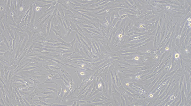 CSI095Po01.jpg