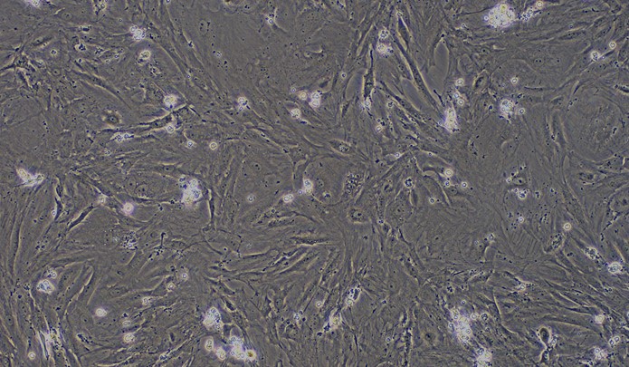Primary Rabbit Brain Stem Neuron Cells (BSNC)