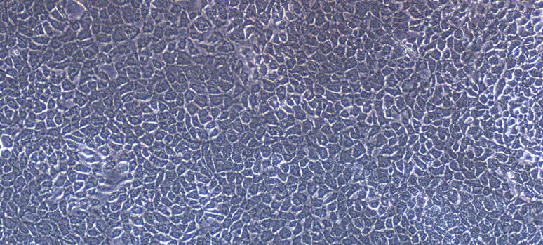 Primary Canine Esophageal Epithelial Cells (EEC)