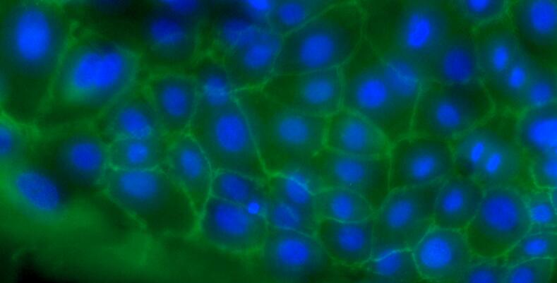 Primary Caprine Esophageal Epithelial Cells (EEC)