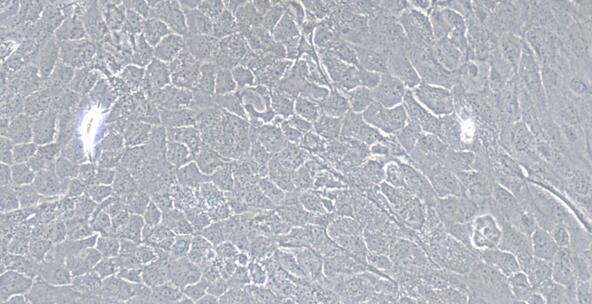 Primary Rat Esophageal Epithelial Cells (EEC)