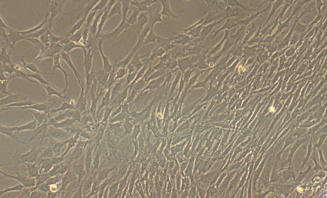 Primary Rat Esophageal Fibroblasts (EF)