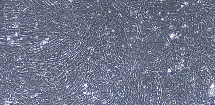 Primary Rabbit Esophageal Smooth Muscle Cells (ESMC)