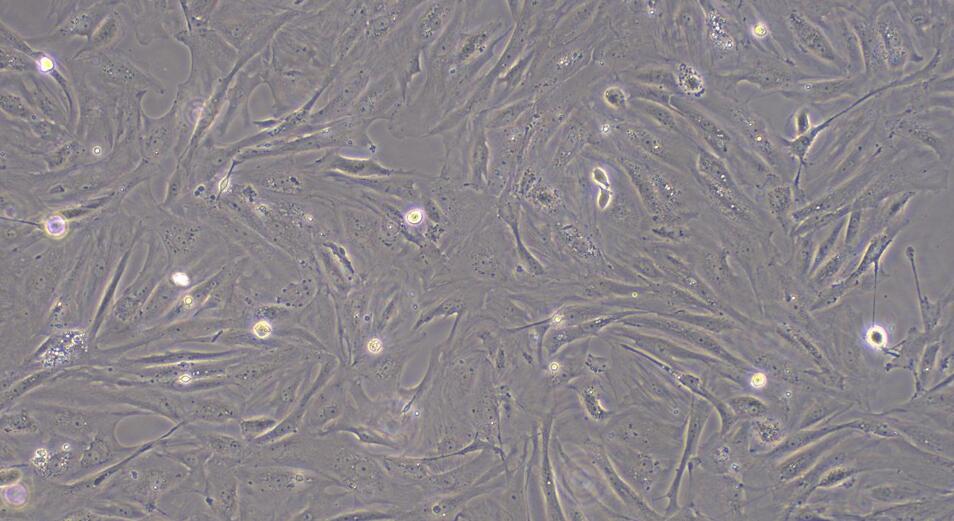 Primary Rat Sertoli Cells (SEC)