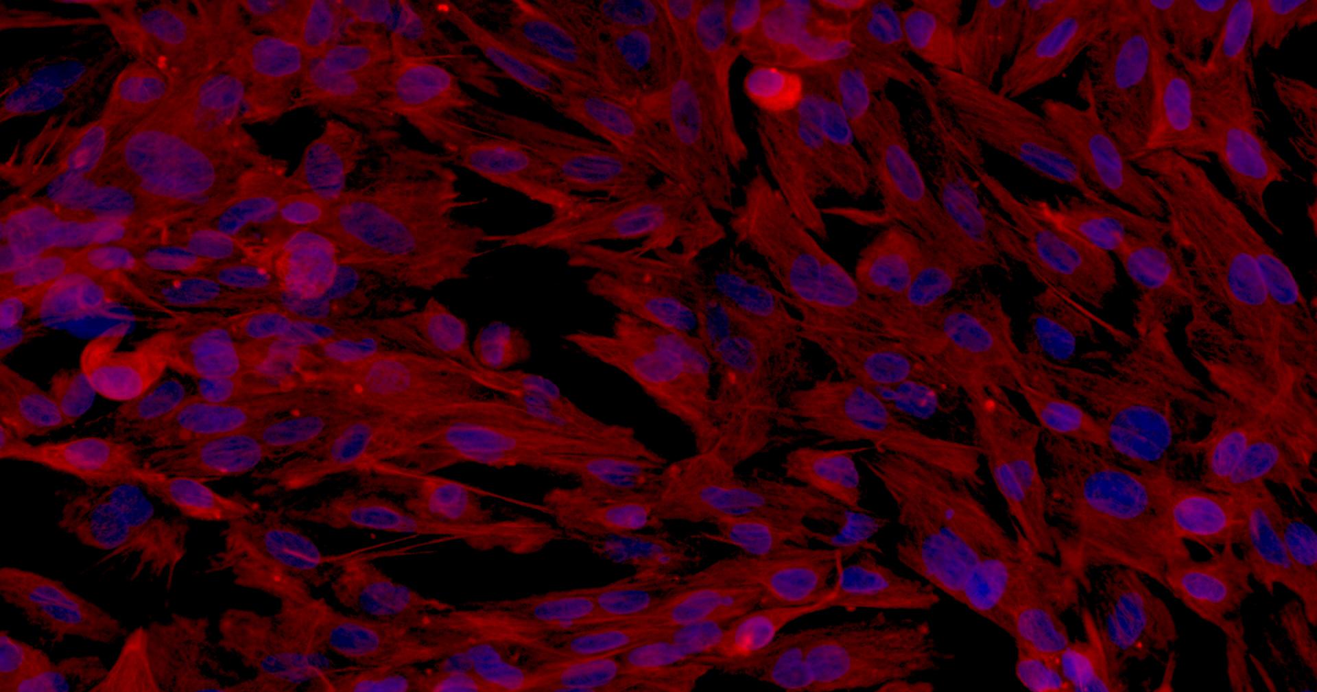 Primary Rabbit Sertoli Cells (SEC)