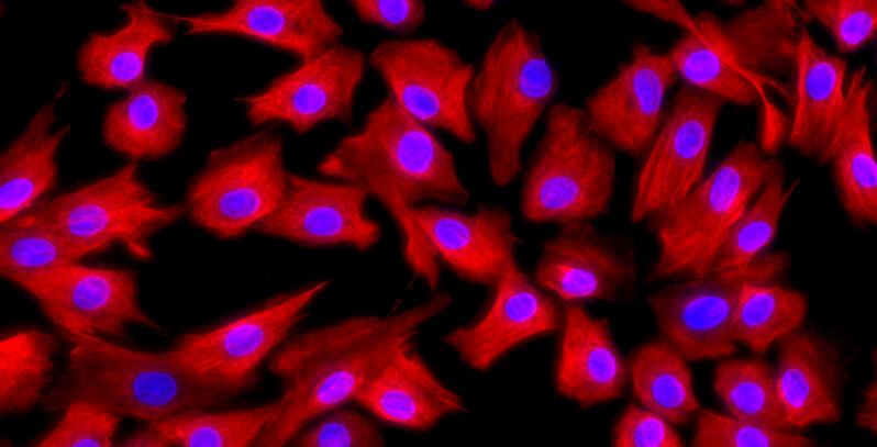 Primary Canine Nucleus Pulposus Cells (NPC)