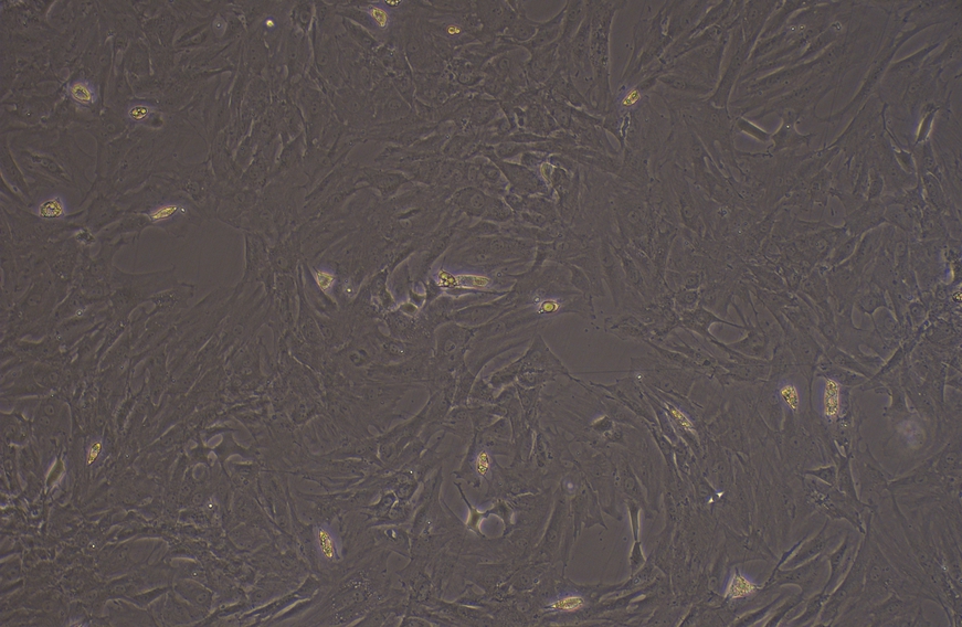 Primary Rat Synovial Cells (SYC)