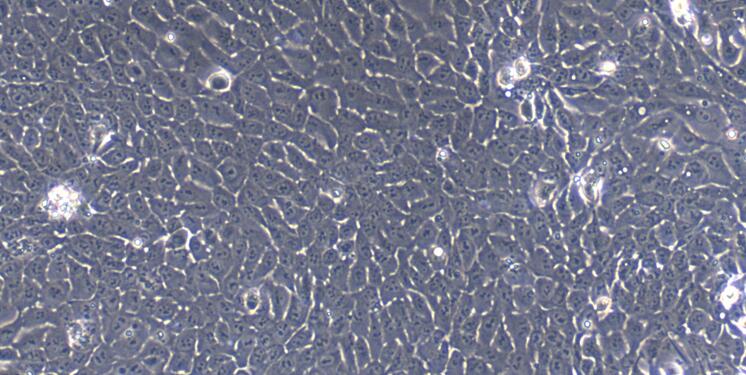 Primary Rabbit Thymic Epithelial Cells (TEC)