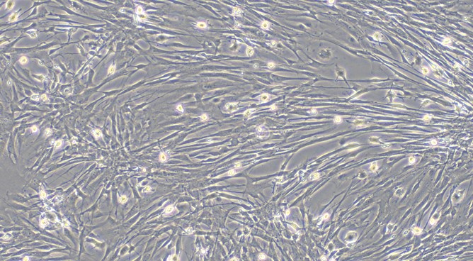 CSI126Ca01.jpg