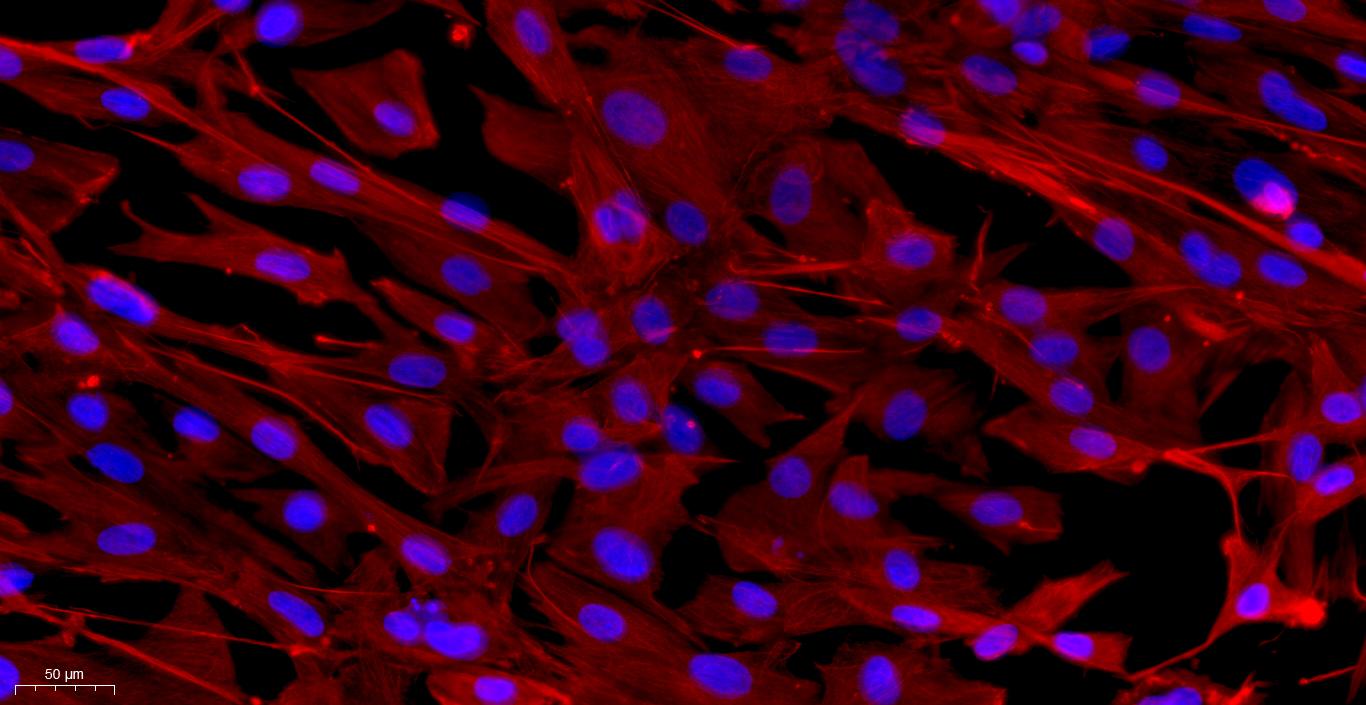 Primary Caprine Ovarian Fibroblasts (OF)