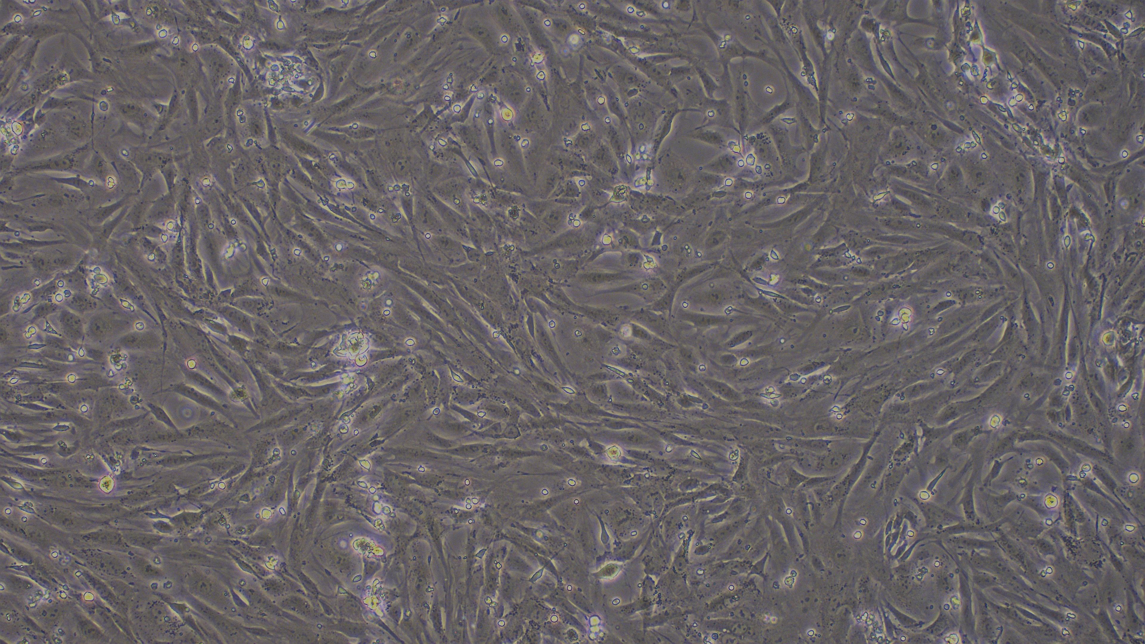 Primary Rabbit Ovarian Fibroblasts (OF)