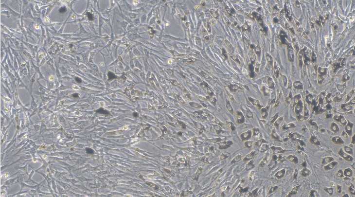 Primary Feline Retinal Pigment Epithelial Cells (RPEC)
