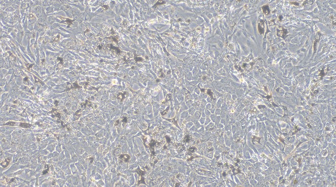Primary Porcine Retinal Pigment Epithelial Cells (RPEC)