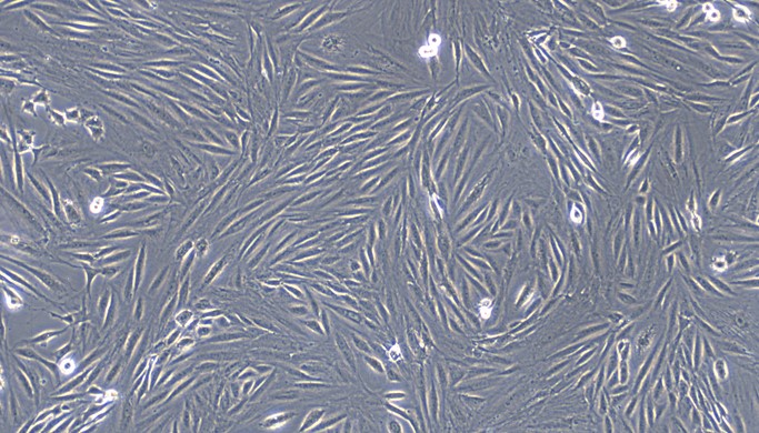 CSI147Fe01.jpg