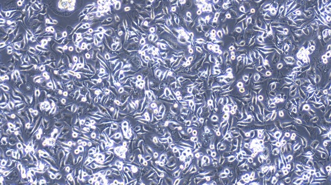 CSI149Ra01.jpg
