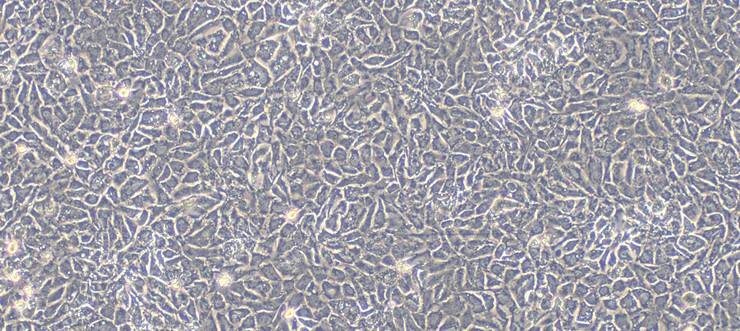 CSI156Ra01.jpg