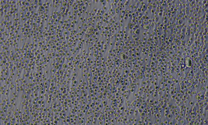 Primary Rabbit Lymphatic Mononuclear Cells (LMC)