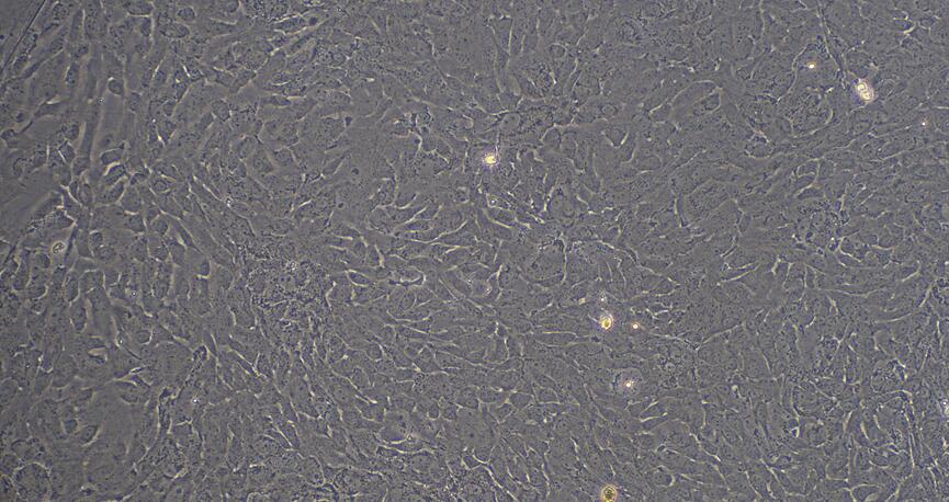 Primary Mouse Bladder Epithelial Cells (BEC)