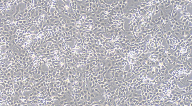 Primary Feline Gastric Epithelial Cells (GEC)