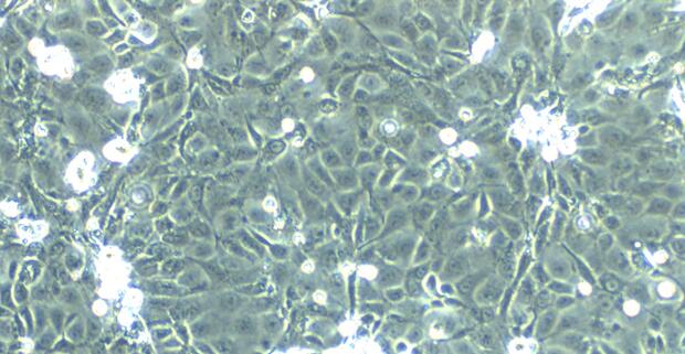 Primary Mouse Gastric Epithelial Cells (GEC)