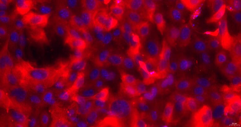 Primary Mouse Gastric Epithelial Cells (GEC)