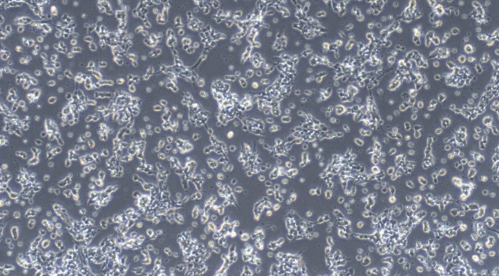 Primary Rabbit Retinal Ganglion Cells  (RGC)