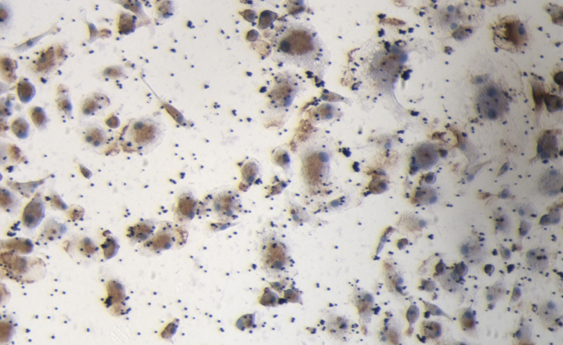 Primary Rat Osteoclast Cells