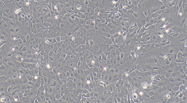 Primary Rat Spinal Cord Astrocytes (SCA)