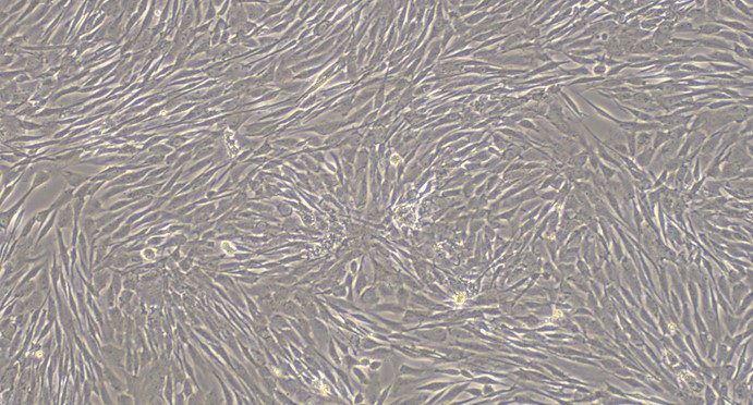 Primary Canine Placental Mesenchymal Stem Cells (PMSC)
