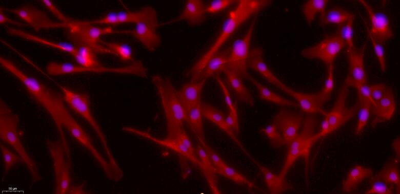 Primary Canine Spermatogonium Cells (SPC)