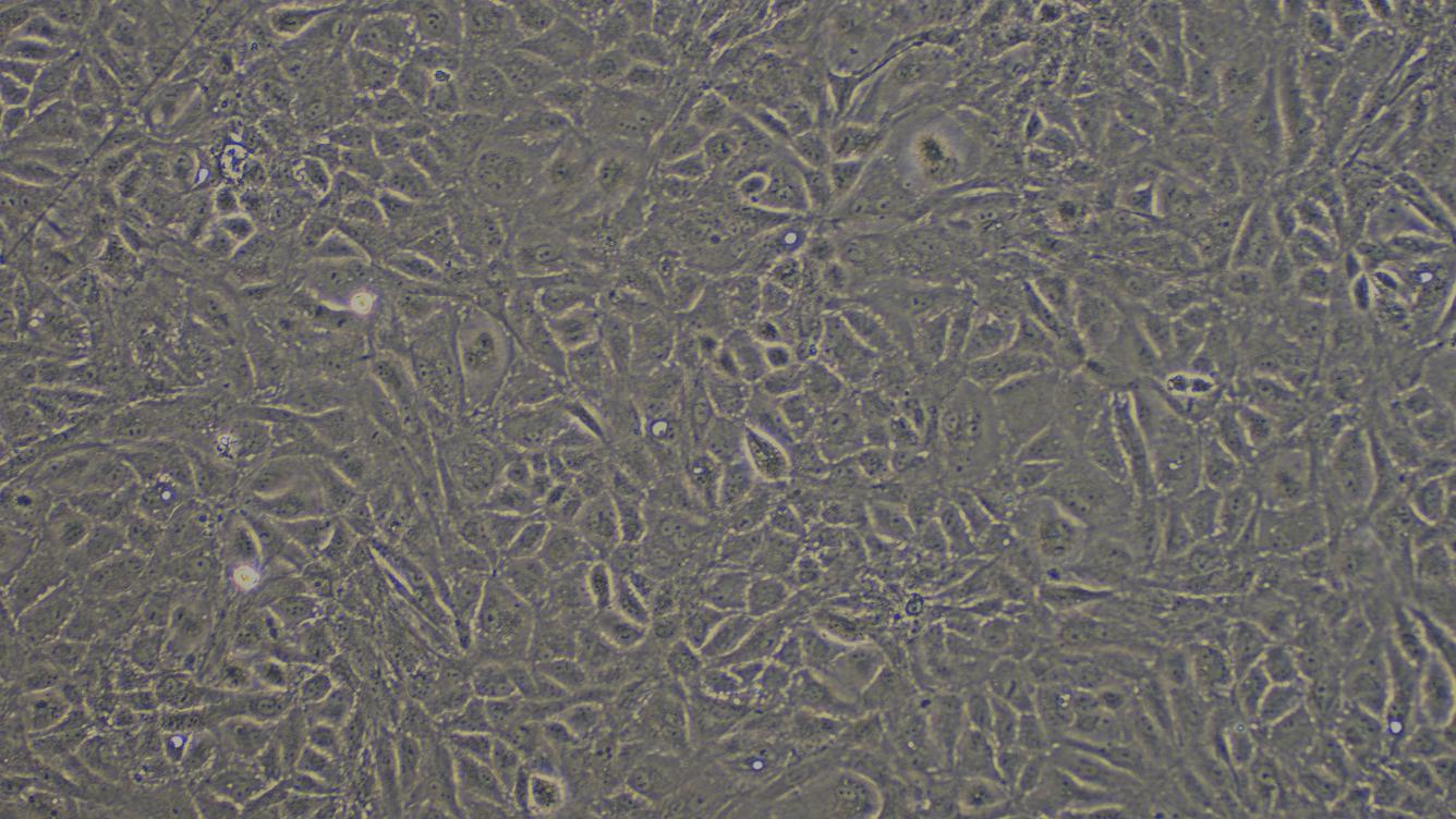 Primary Rabbit Spermatogonium Cells (SPC)