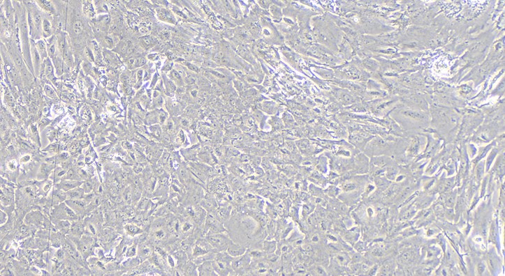 Primary Rabbit Ovarian Granulosa Cells (OGC)