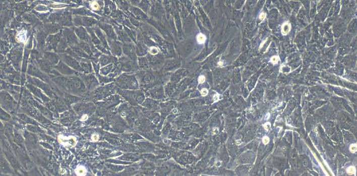 CSI249Mu01.jpg