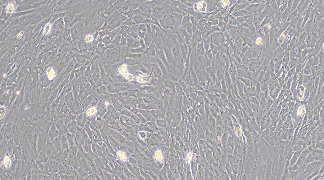 CSI249Ra01.jpg