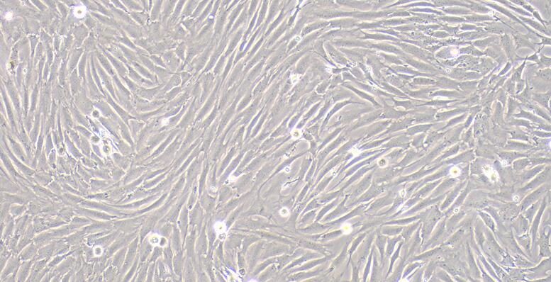 Primary Caprine Corneal Stromal cells (CSC)